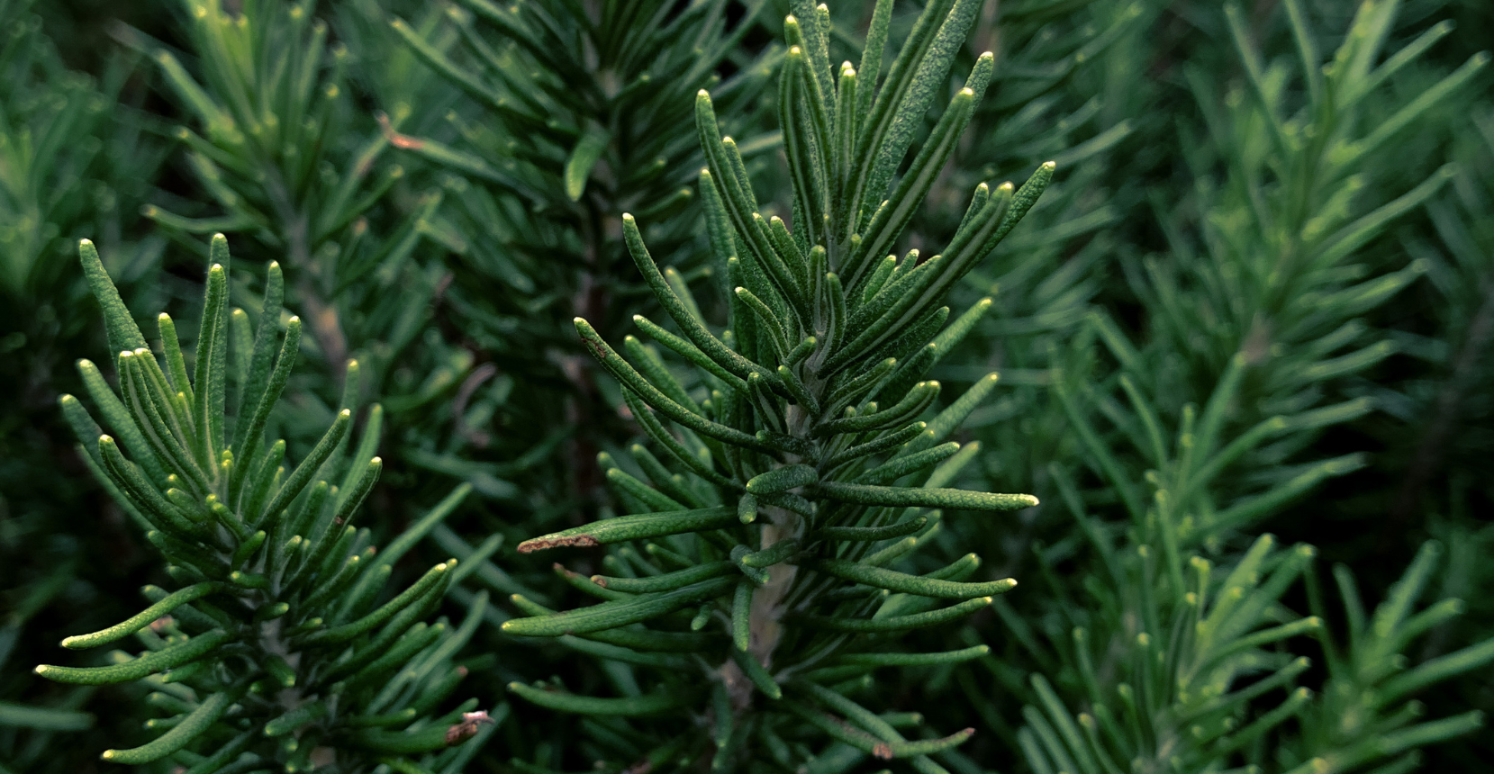 Olio essenziale di rosmarino: è davvero utile per i capelli?