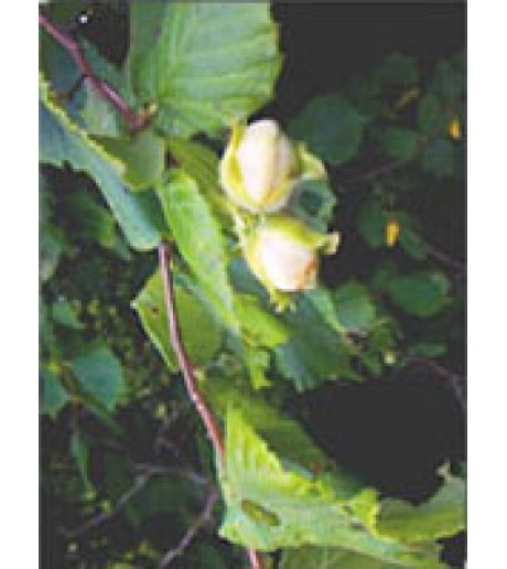 MSA CORYLUS AVELLANA 50ML