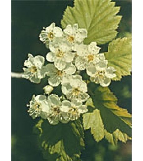 MSA CRATAEGUS OXYACA 50ML