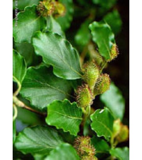 MSA FAGUS SYLVATICA 50ML