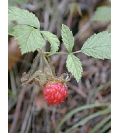 MSA RUBUS IDAEUS 50ML<