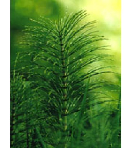 TSA EQUISETUM ARVENSE 50ML