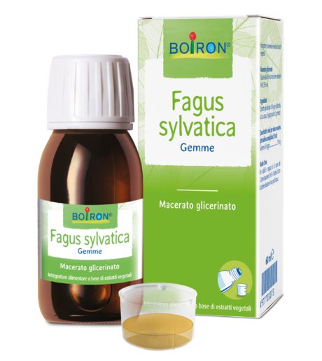 FAGUS SYLVATICA MG 60ML INT