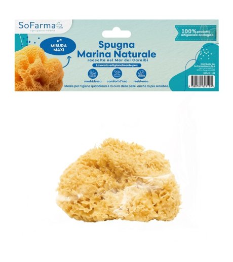 SPUGNA MARINA NATURALE MAXI SF+